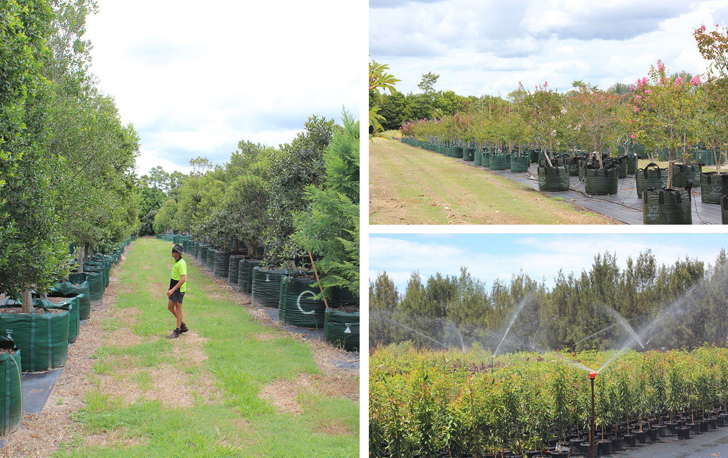 A key requirement of any nursery irrigation system is to apply water so that all the plants receive the same amount at each irrigation ensuring uniform plant growth.